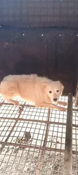 Karenam American Eskimo Namiji (Wata 6-12) - 3