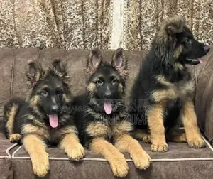 Zuriya German Shepherd Yar Karama (Mace, 1-3 Watan)