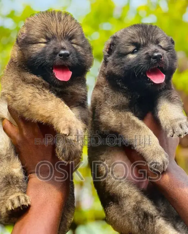Purebred Caucasian Shepherd Puppy - 1-3 Months Female - 1