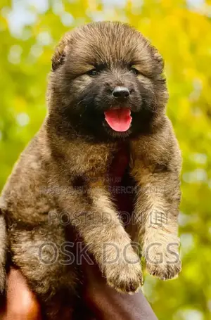 Female Caucasian Shepherd Puppy, 1-3 Months Old