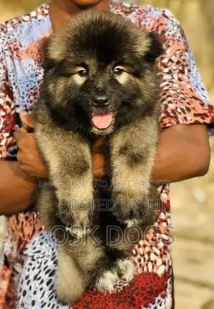 Purebred Caucasian Shepherd Puppy (1-3 Months)