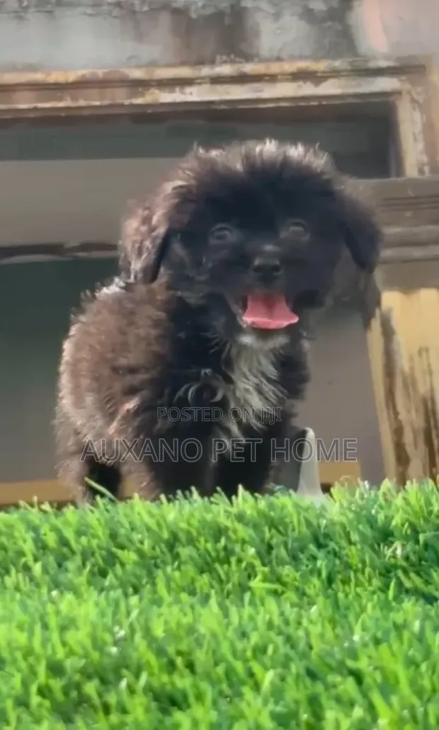 Purebred Lhasa Apso Puppy (1-3 Months) - 1