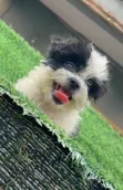 Purebred Lhasa Apso Puppy (1-3 Months) - 2