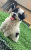 Purebred Lhasa Apso Puppy (1-3 Months) - 3