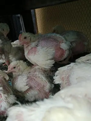 Kaji Masu Girman Makonni 4 (Broiler)