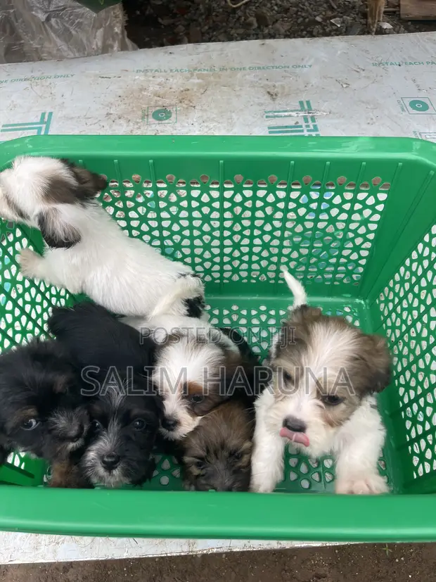 Kare Mai Tsarki Na Lhasa Apso - Watan 1-3 Da Haihuwa, Mace - 1