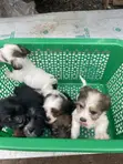 Purebred Lhasa Apso Puppy - 1-3 Months Old, Female - 1