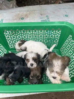 Purebred Lhasa Apso Puppy - 1-3 Months Old, Female