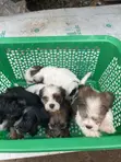 Purebred Lhasa Apso Puppy - 1-3 Months Old, Female - 2