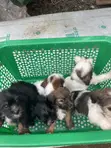Purebred Lhasa Apso Puppy - 1-3 Months Old, Female - 3