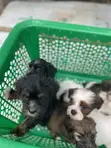 Purebred Lhasa Apso Puppy - 1-3 Months Old, Female - 4