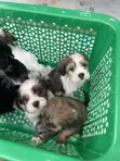 Purebred Lhasa Apso Puppy - 1-3 Months Old, Female - 5