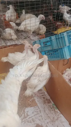 Alade 'Yar Kasar Waje Mai Kwanaki 6 - Ibadan