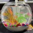 Skye Aquariums Fish Bowl Setup - 1