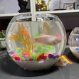 Skye Aquariums Fish Bowl Setup - 2