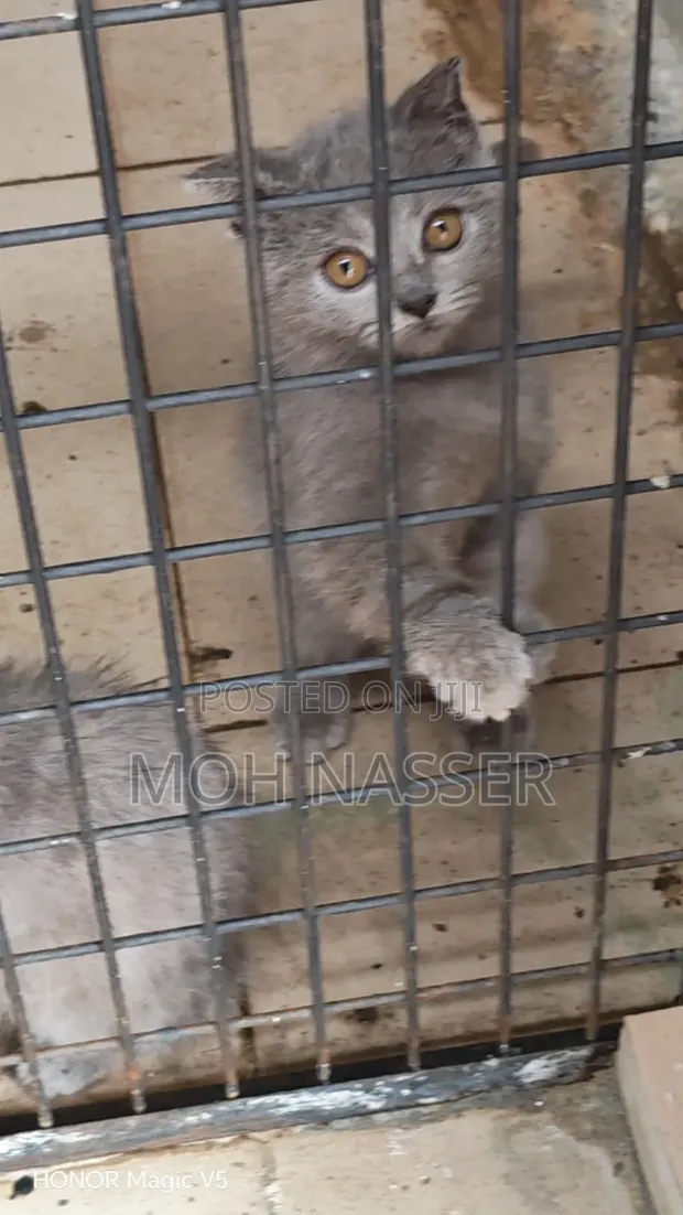 1-3 Months Male Purebred British Shorthair Kitten - 1