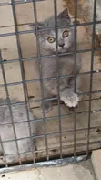 Kare 1-3 Watan Namiji Mai Tsarki na British Shorthair - 1