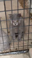 Kare 1-3 Watan Namiji Mai Tsarki na British Shorthair - 2