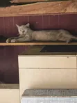 Kare 1-3 Watan Namiji Mai Tsarki na British Shorthair - 3