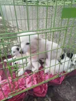 Purebred American Eskimo Puppy - 1-3 Months Male - 2