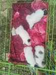 Purebred American Eskimo Puppy - 1-3 Months Male - 3