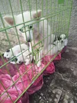 Purebred American Eskimo Puppy - 1-3 Months Male - 4