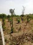 Filin Zama Mai Kyau Don Siyawa A Kuje (350SQM) - 1