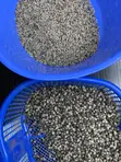 Vitex Chaste Berry Angus - 1