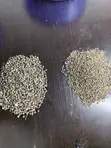 Vitex Chaste Berry Angus - 2