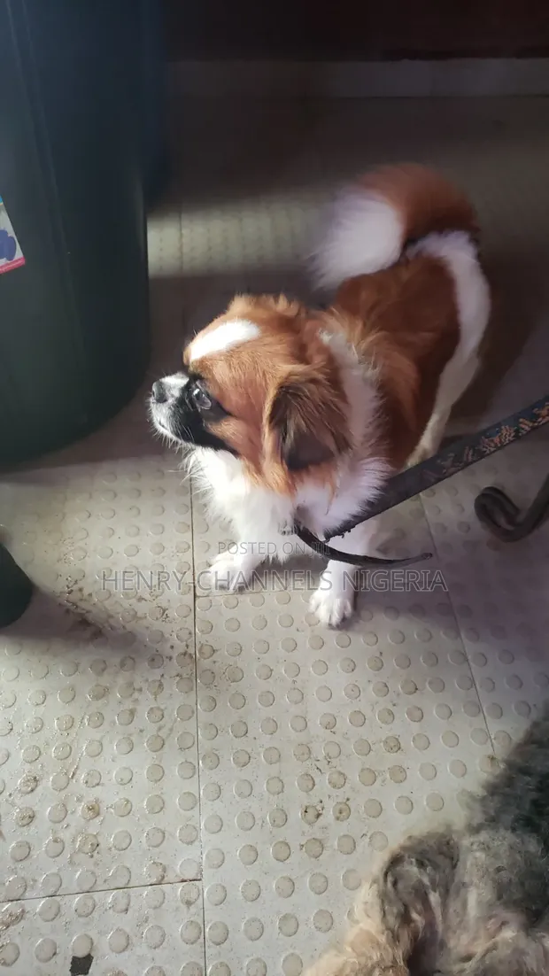 1-3 Month Female Mixed Breed Pekingese (Shinese) - 1
