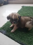 1-3 Month Female Mixed Breed Pekingese (Shinese) - 2