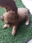 1-3 Month Female Mixed Breed Pekingese (Shinese) - 3