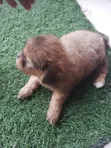 1-3 Month Female Mixed Breed Pekingese (Shinese) - 4