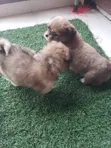 1-3 Month Female Mixed Breed Pekingese (Shinese) - 5
