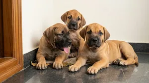 Yar Boerboel Mace, Wata 0-1, Gaskiyar Zuri'a