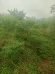 Filin Ƙasa Don Siyarwa a Obafemi-Owode - 3