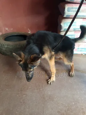 Zuriya German Shepherd Yarinya, Wata 3-6
