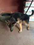Zuriya German Shepherd Yarinya, Wata 3-6 - 1