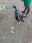 Zuriya German Shepherd Yarinya, Wata 3-6 - 2