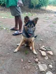 Zuriya German Shepherd Yarinya, Wata 3-6 - 3