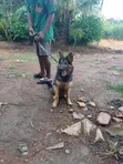 Zuriya German Shepherd Yarinya, Wata 3-6 - 4