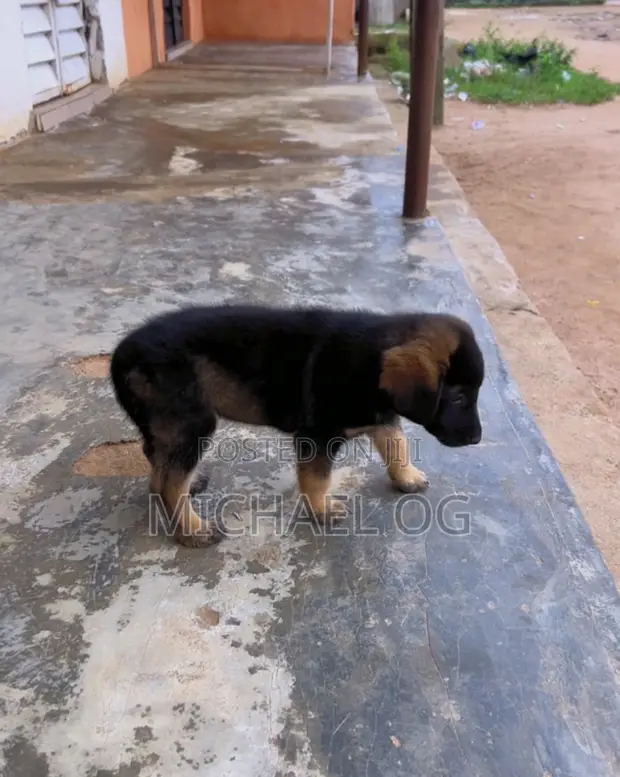 German Shepherd Zuri (0-1 Wata) - 1