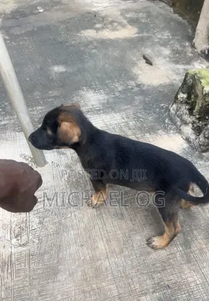German Shepherd Zuri (0-1 Wata)