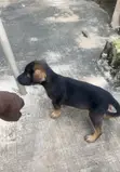 German Shepherd Zuri (0-1 Wata) - 2