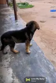 German Shepherd Zuri (0-1 Wata) - 3