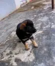 German Shepherd Zuri (0-1 Wata) - 4