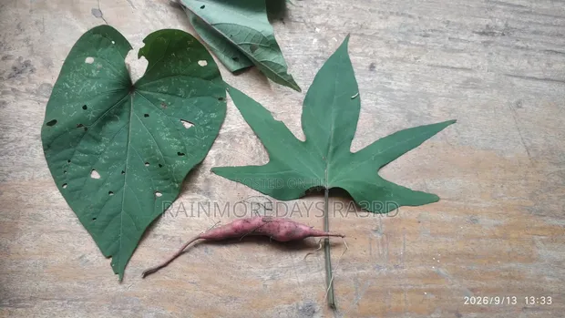 Sweet Potato Vines - Red & White Varieties - 1