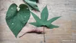 Sweet Potato Vines - Red & White Varieties - 1