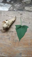 Sweet Potato Vines - Red & White Varieties - 2