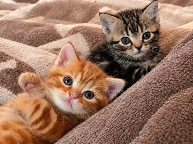 American Shorthair Kitten (1-3 Months) - 1